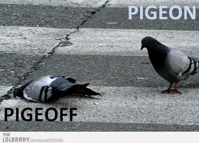 Name:  pigeon2.jpg
Views: 209
Size:  84.7 KB