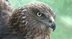 Name:  Harry Hawk.jpg
Views: 252
Size:  8.9 KB