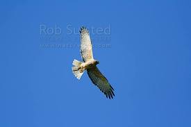 Name:  Harry Hawk1.jpg
Views: 270
Size:  2.7 KB