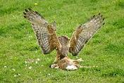 Name:  Harry Hawk2.jpg
Views: 254
Size:  5.8 KB