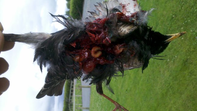 Name:  Myna.jpg
Views: 249
Size:  77.3 KB