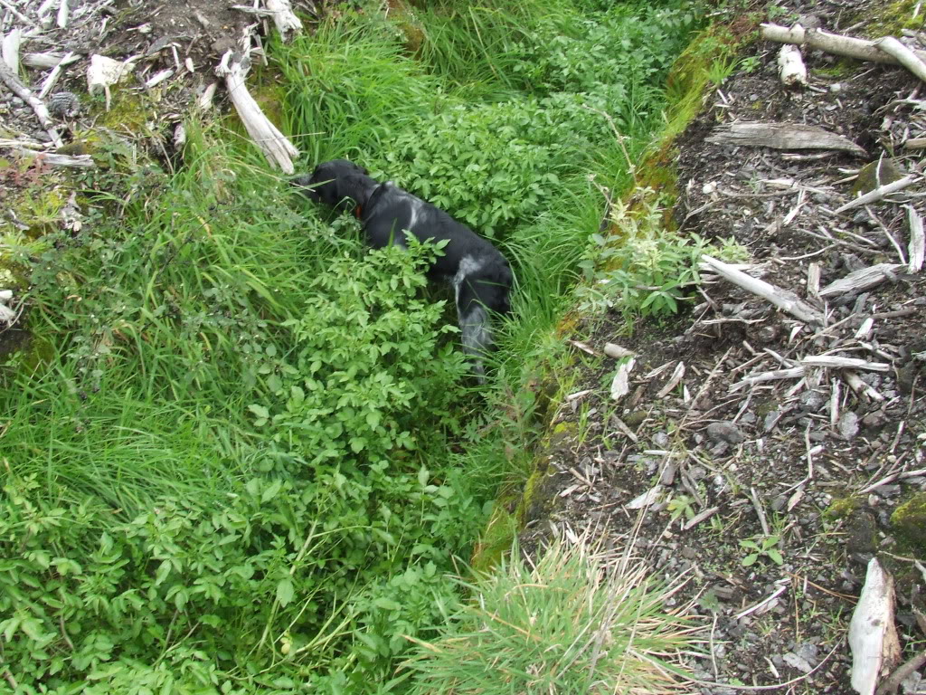Name:  tangoiowatercress.jpg
Views: 319
Size:  314.1 KB