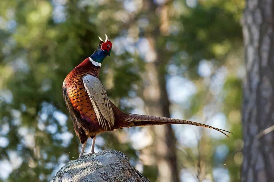 Name:  rooster.jpg
Views: 681
Size:  76.6 KB