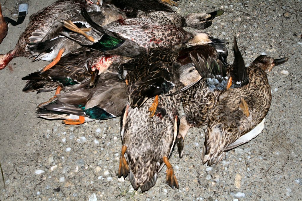 Name:  IMG_2393.jpg
Views: 434
Size:  223.5 KB