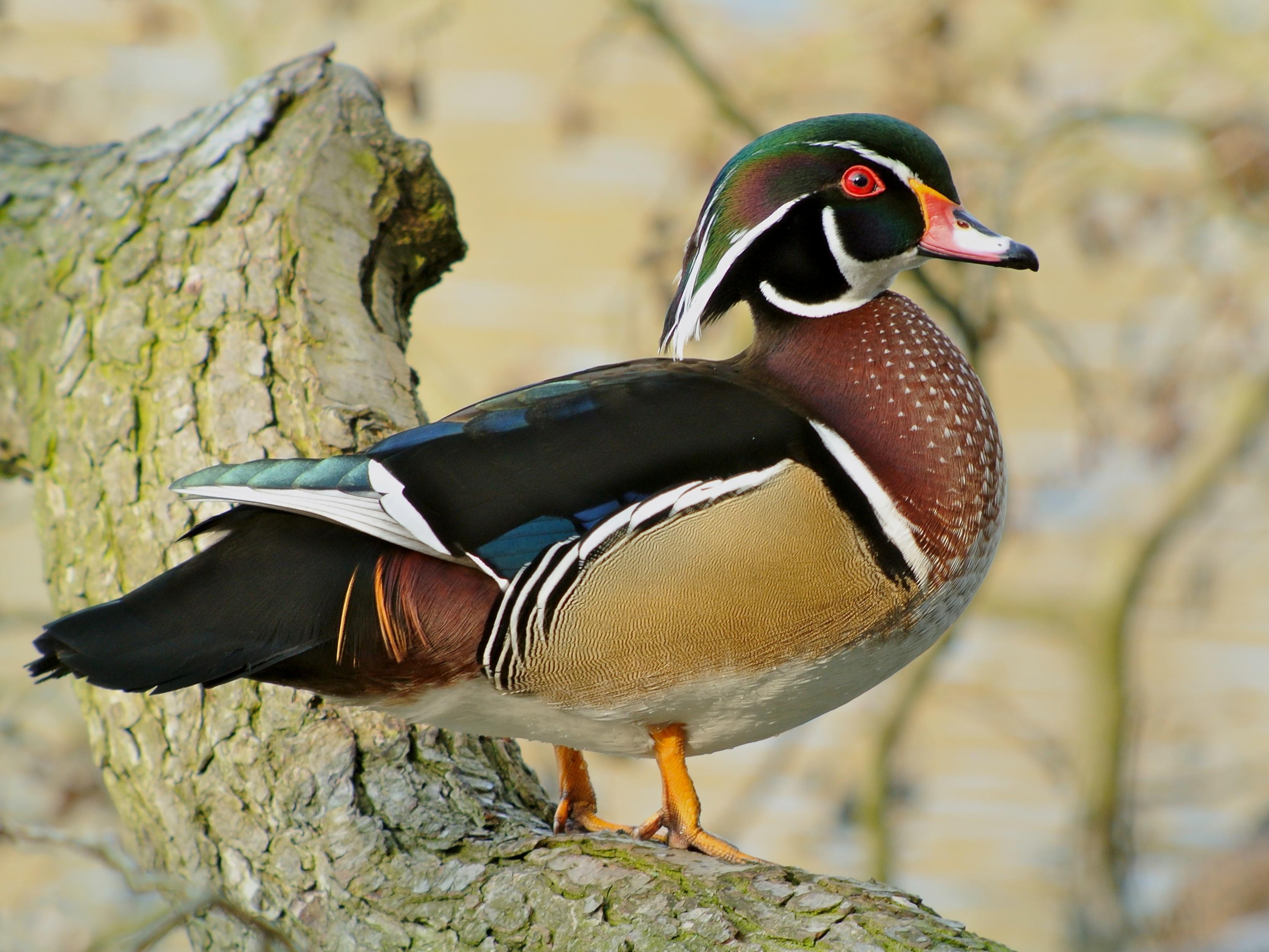 Name:  Wood_Duck_(Aix_sponsa),_Parc_du_Rouge-Clo&#238;tre,_Brussels.jpg
Views: 4067
Size:  674.2 KB