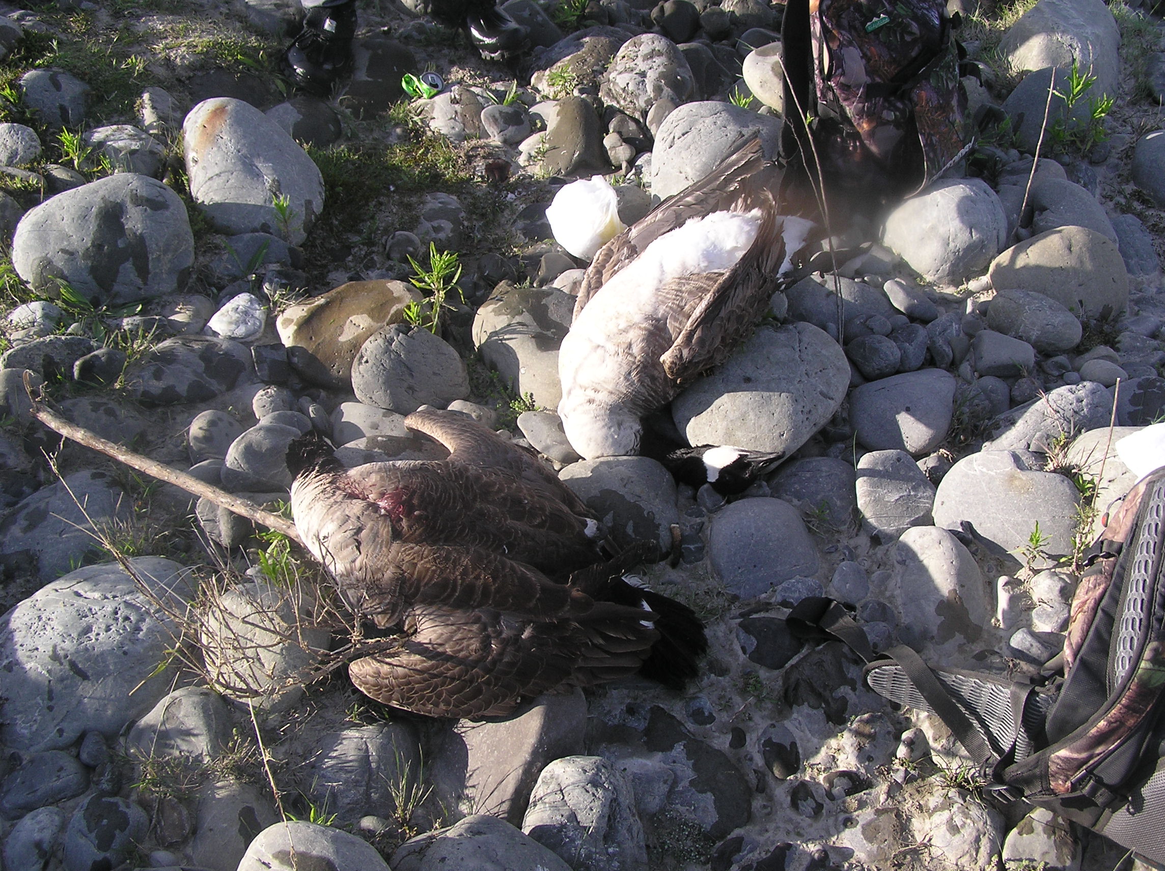 Name:  h-unting 005.jpg
Views: 208
Size:  850.5 KB