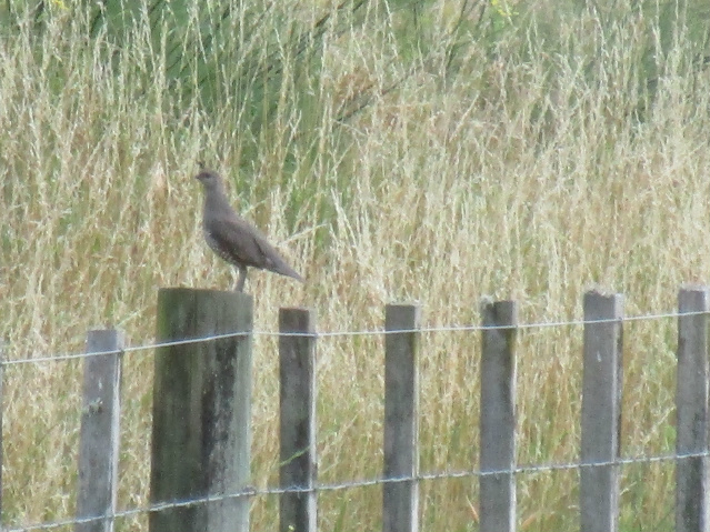 Name:  calipoult.jpg
Views: 315
Size:  182.0 KB