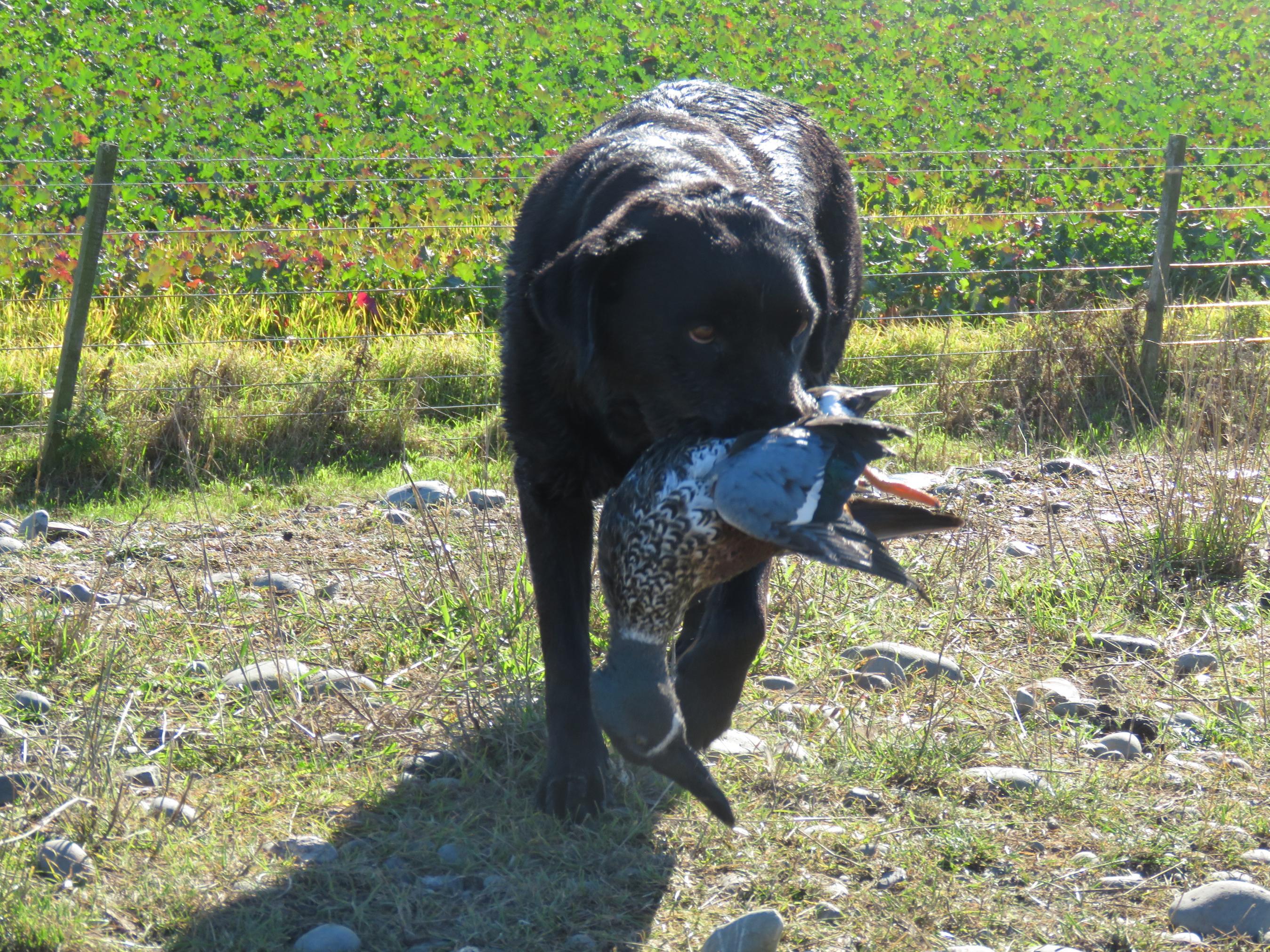 Name:  IMG_2064.jpg
Views: 501
Size:  1.16 MB