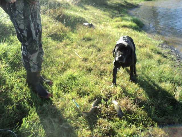 Name:  picture 8443.jpg
Views: 289
Size:  164.1 KB
