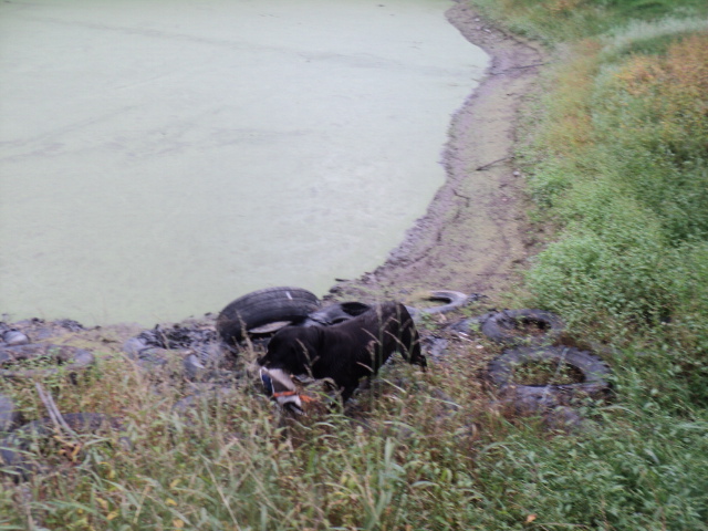 Name:  picture 8459.jpg
Views: 283
Size:  164.9 KB