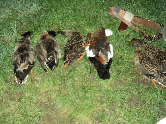 Name:  picture 8473.jpg
Views: 258
Size:  164.4 KB