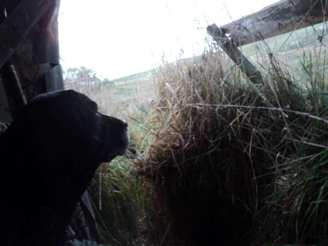 Name:  picture 8483.jpg
Views: 353
Size:  160.6 KB