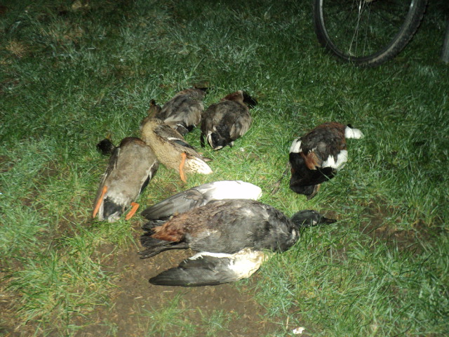 Name:  picture 8501.jpg
Views: 291
Size:  165.0 KB