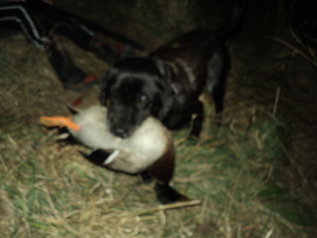 Name:  picture 8528.jpg
Views: 398
Size:  164.4 KB