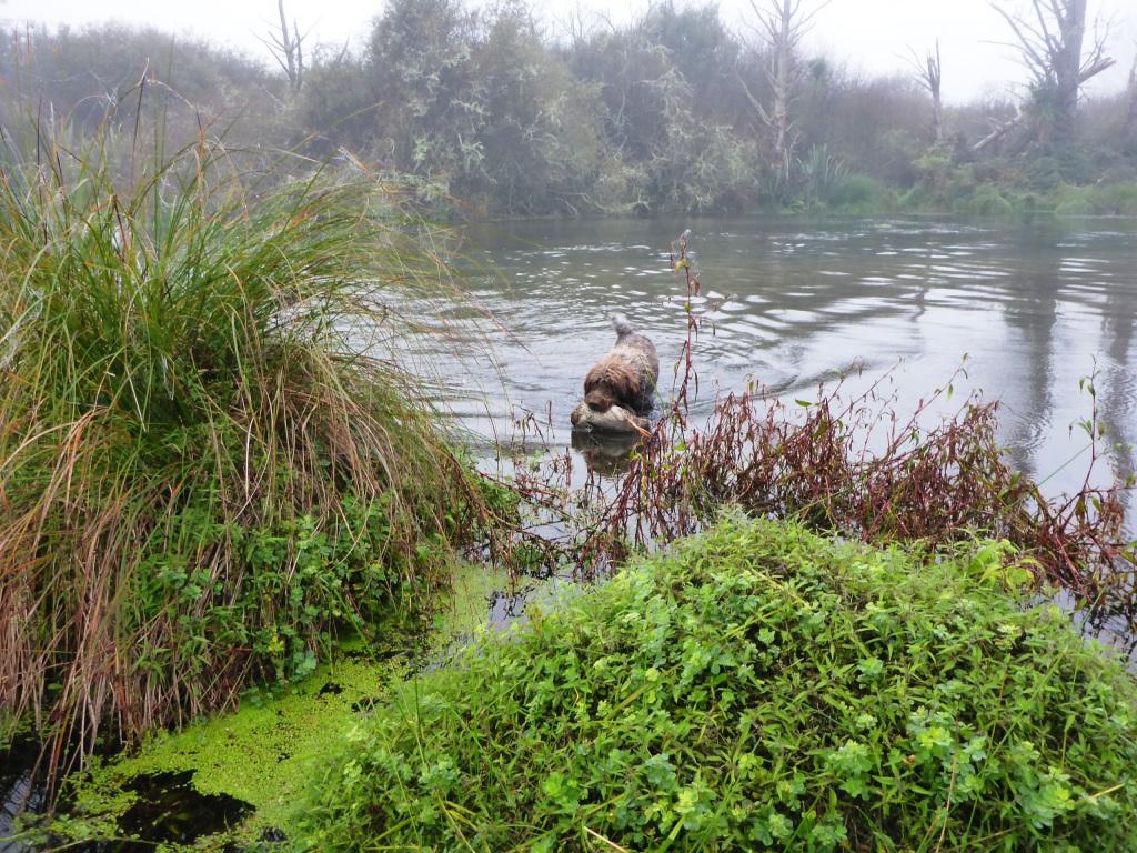 Name:  Burl with banded mallard hen 8 May 2016 amongst stinging nettle compressed.JPG
Views: 298
Size:  206.2 KB