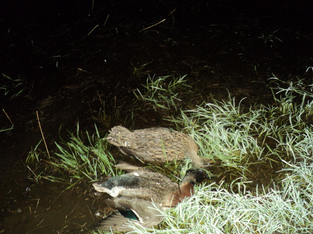 Name:  picture 8708.jpg
Views: 299
Size:  165.2 KB