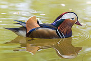 Name:  mandarin.jpg
Views: 597
Size:  11.1 KB