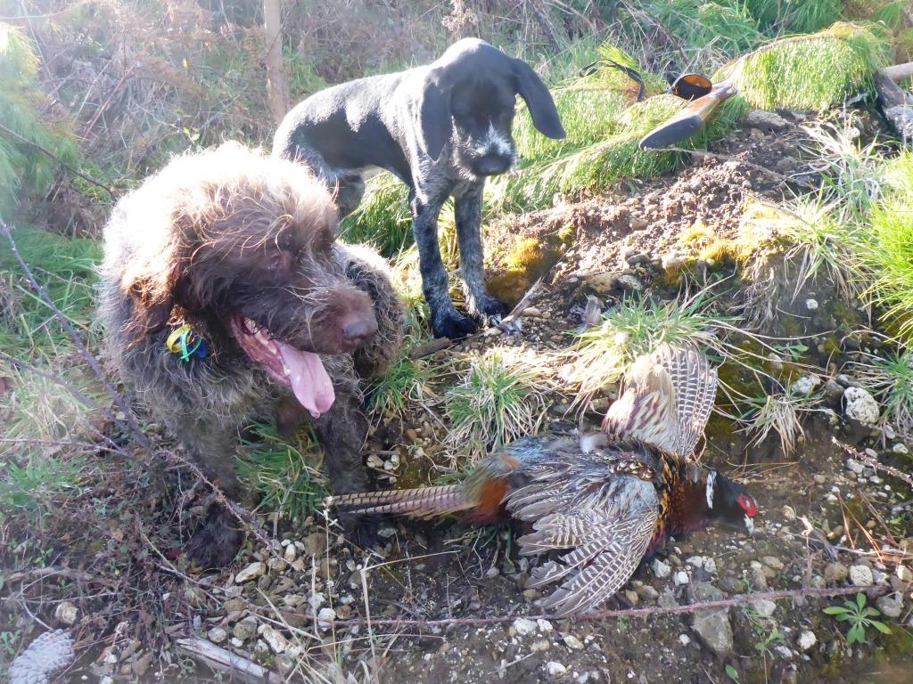 Name:  Burls tough retrieve Thor 4 months learns comp P1000501.JPG
Views: 192
Size:  226.0 KB