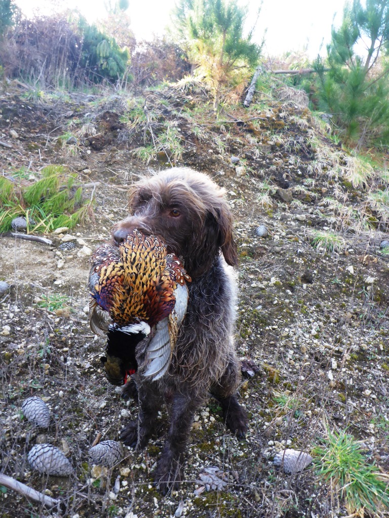 Name:  Burl completes his tough retrieve comp P1000505.JPG
Views: 204
Size:  416.6 KB