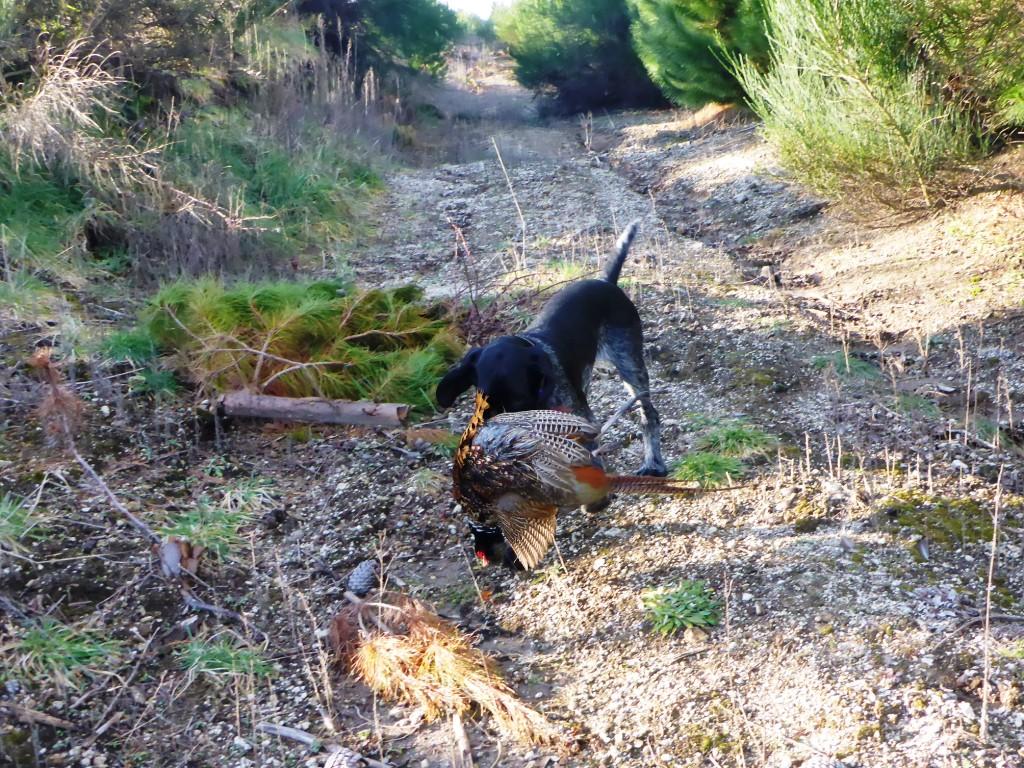 Name:  Thor learns to carry Burls pheasant comp P1000503.JPG
Views: 198
Size:  229.3 KB