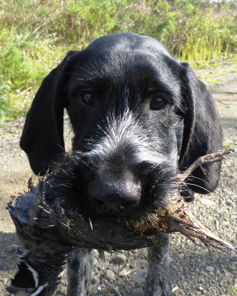 Name:  Thor 20 wks proud 1st point and retrieve comp P1000519.JPG
Views: 159
Size:  370.7 KB