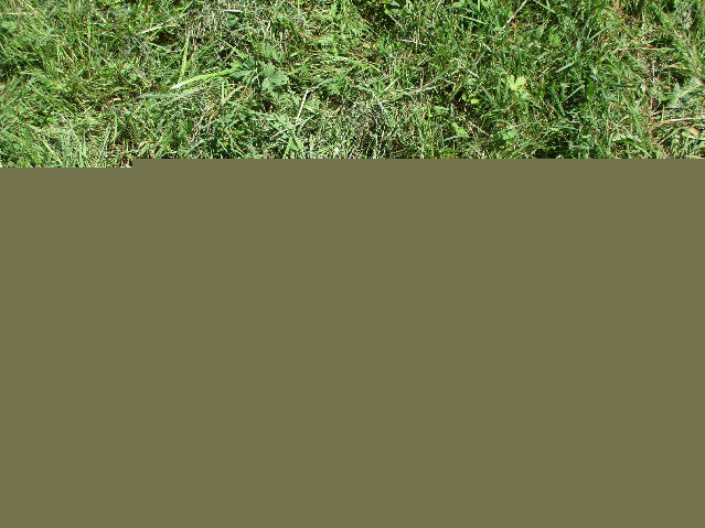 Name:  faisannest3.jpg
Views: 279
Size:  136.6 KB