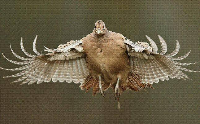 Name:  henpheasant.jpg
Views: 209
Size:  44.2 KB