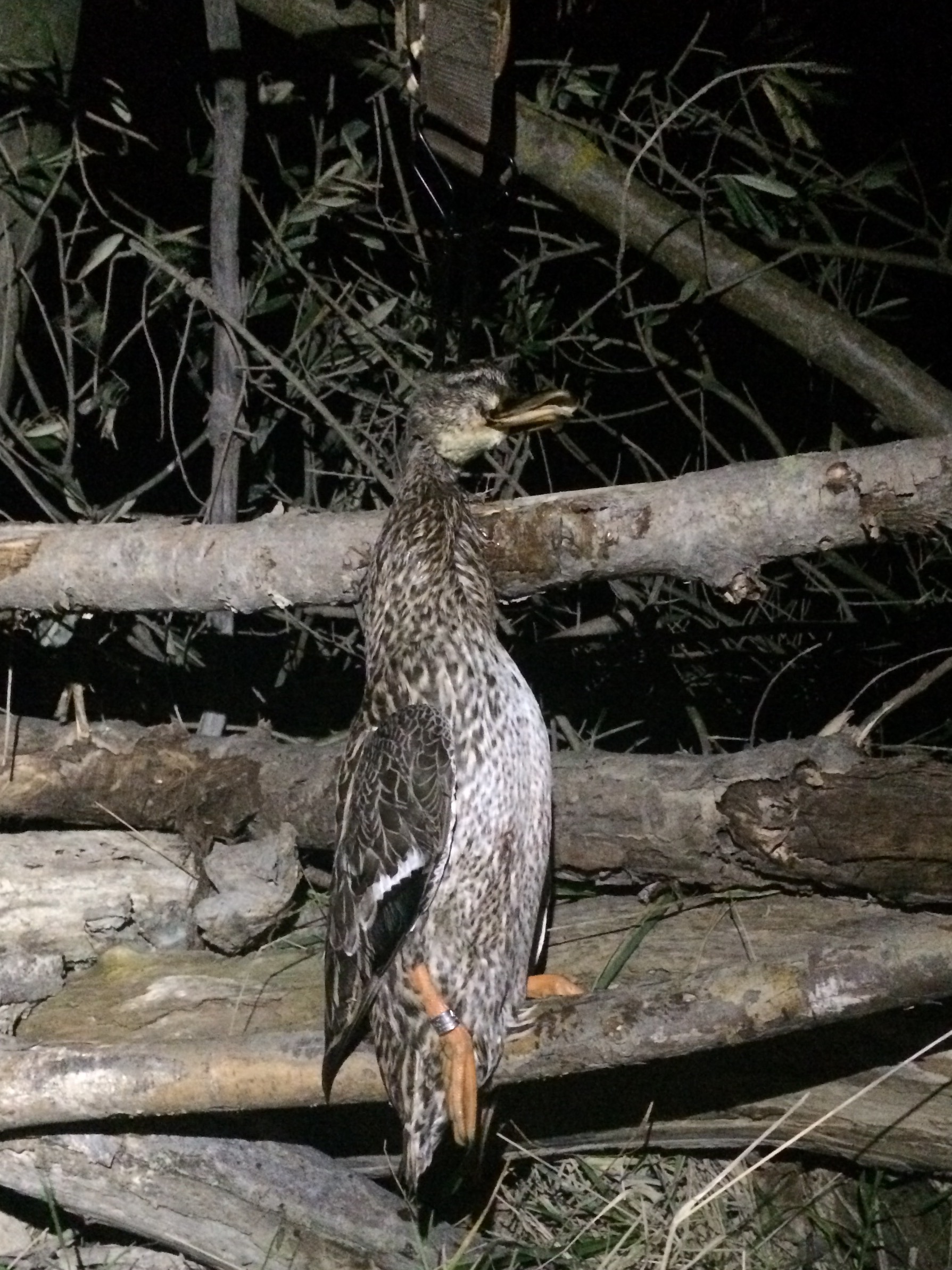 Name:  banded.jpg
Views: 337
Size:  889.2 KB