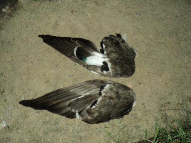 Name:  872.jpg
Views: 349
Size:  160.7 KB