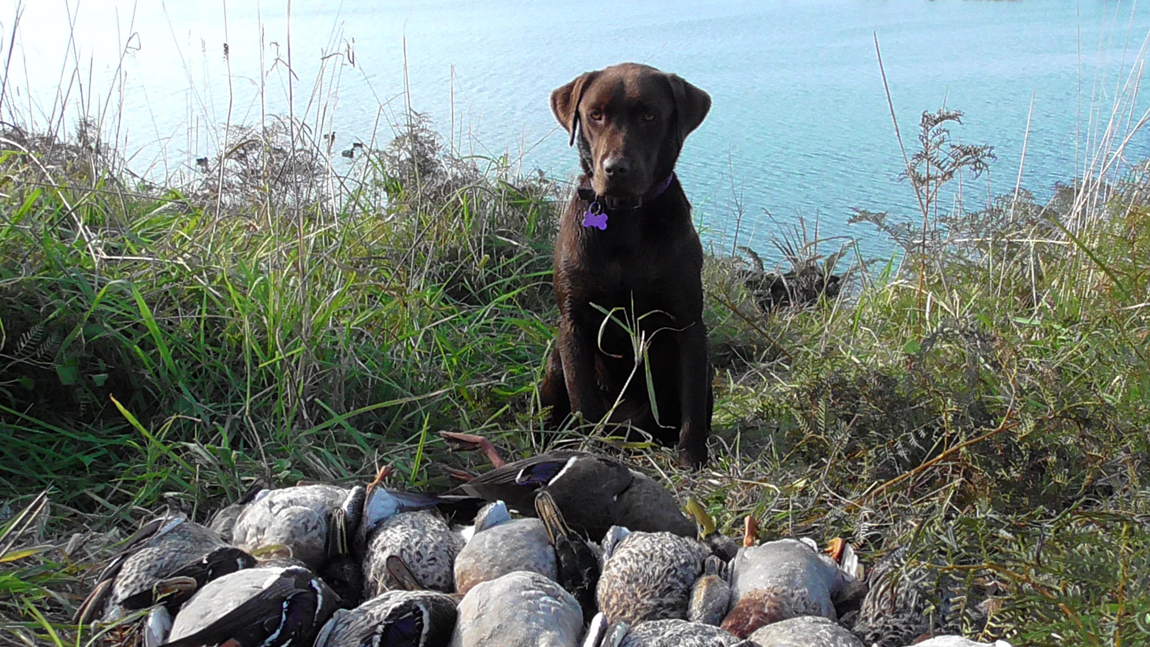 Name:  Ducks 2017 093.jpg
Views: 391
Size:  1.02 MB