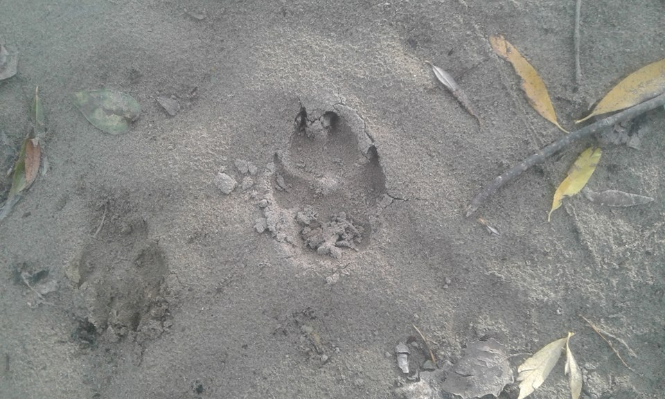 Name:  pawprint.jpg
Views: 361
Size:  153.8 KB