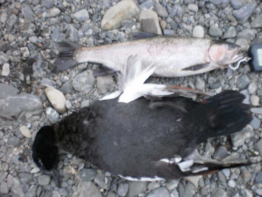 Name:  P2113248.jpg
Views: 294
Size:  87.5 KB