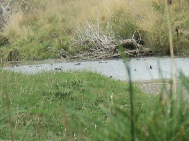 Name:  picture 1371.jpg
Views: 349
Size:  164.5 KB