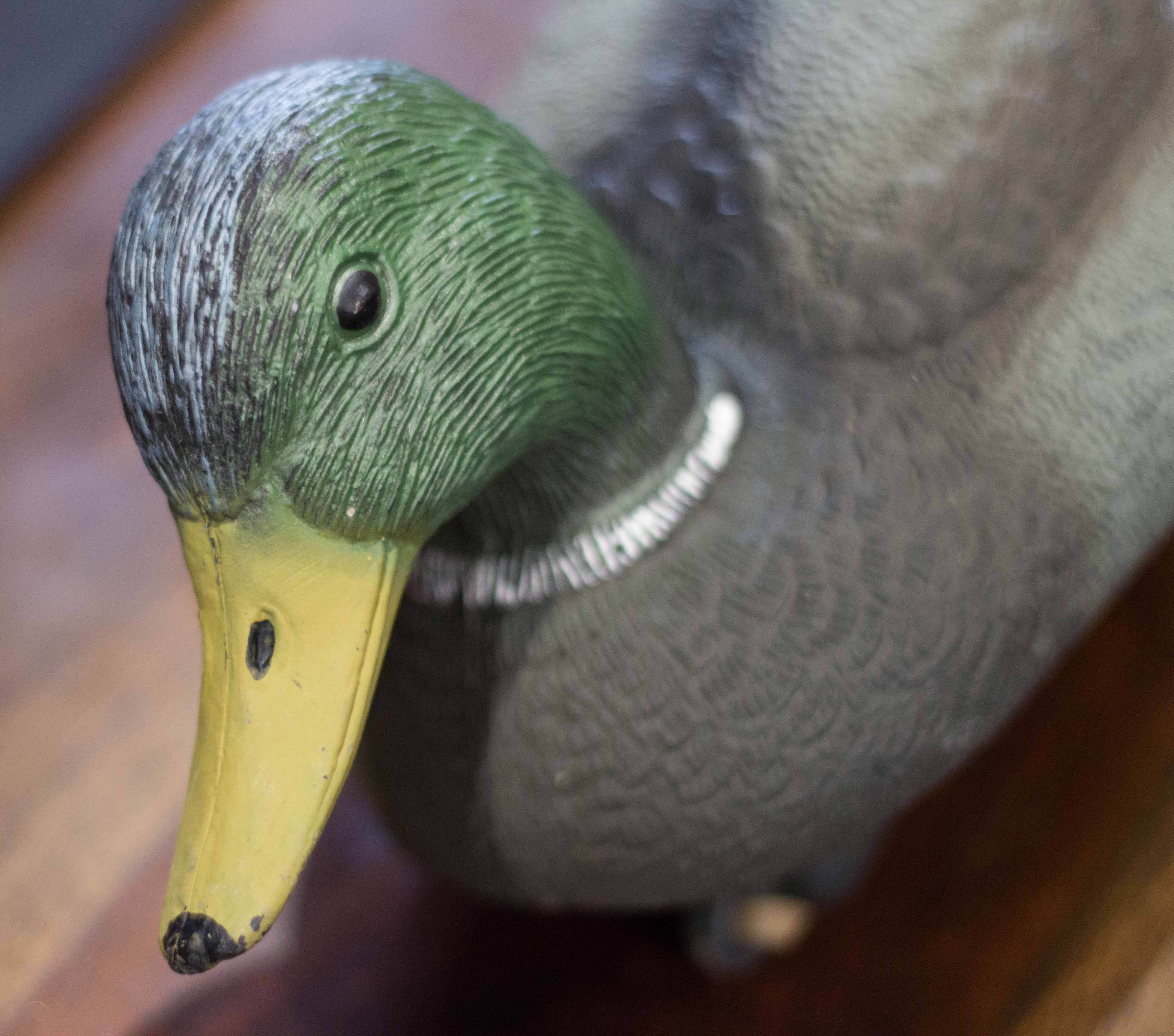 Name:  Flocking.jpg
Views: 1181
Size:  496.2 KB