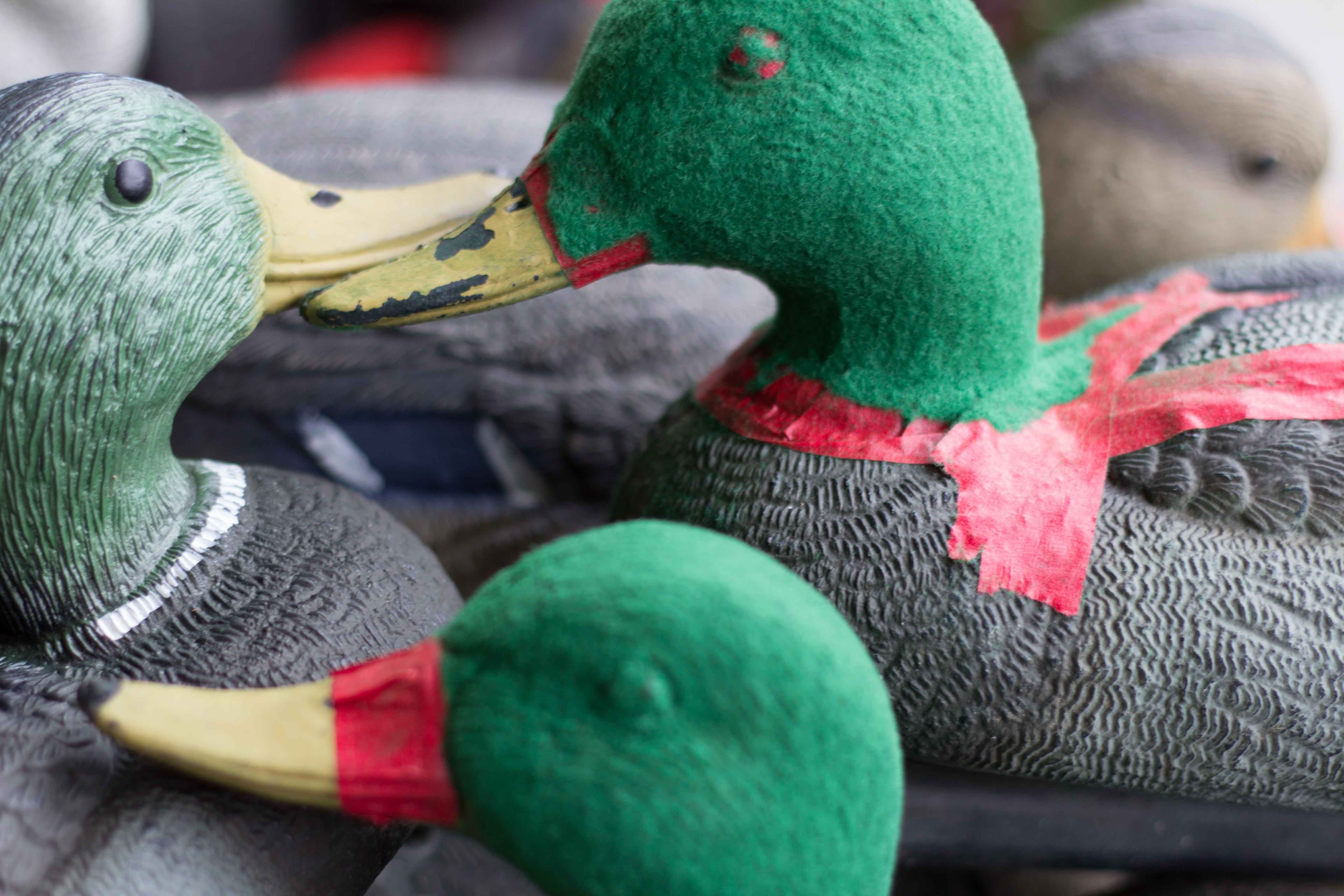 Name:  Flocking-3.jpg
Views: 1760
Size:  511.9 KB