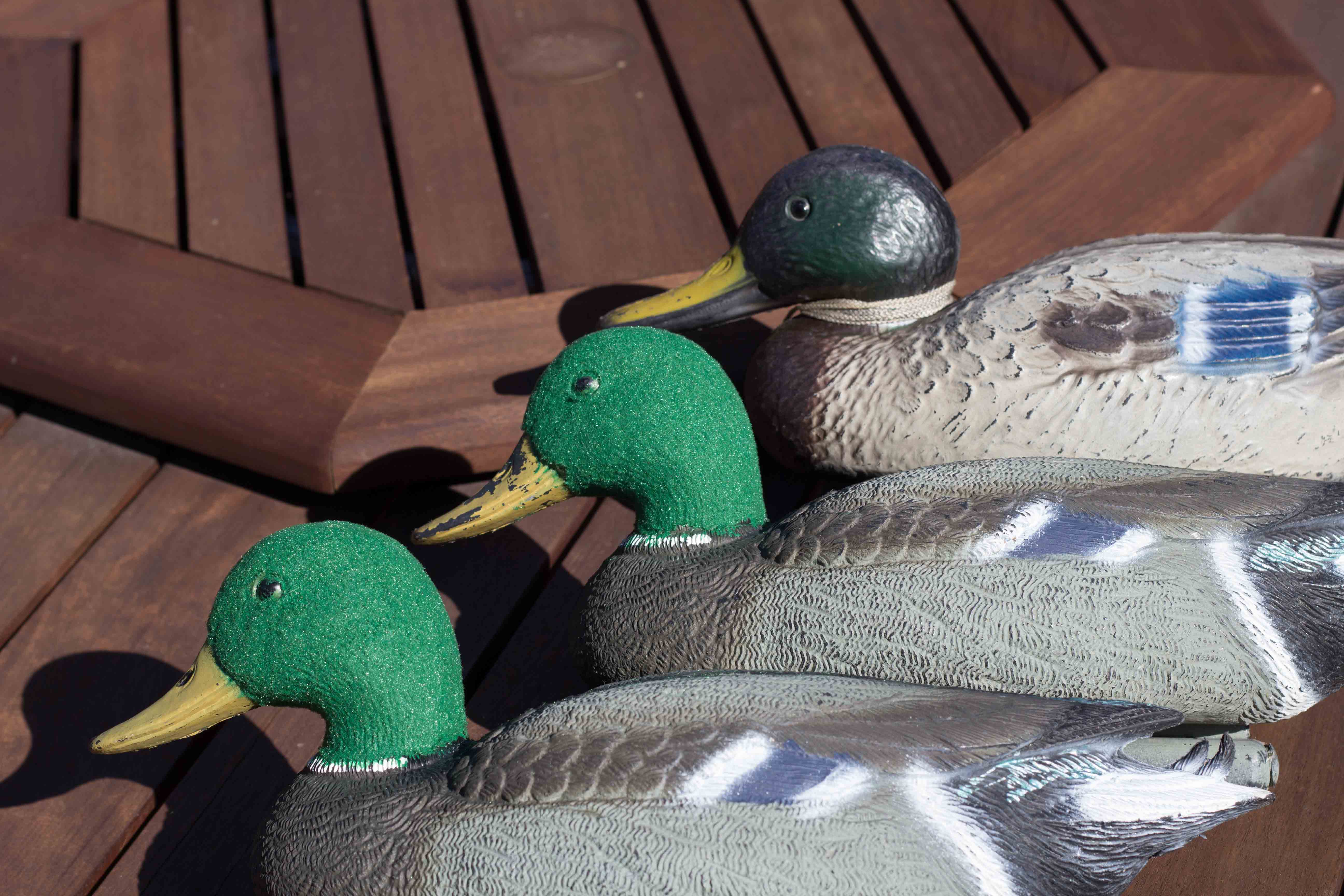Name:  Flocking-5.jpg
Views: 1533
Size:  565.7 KB