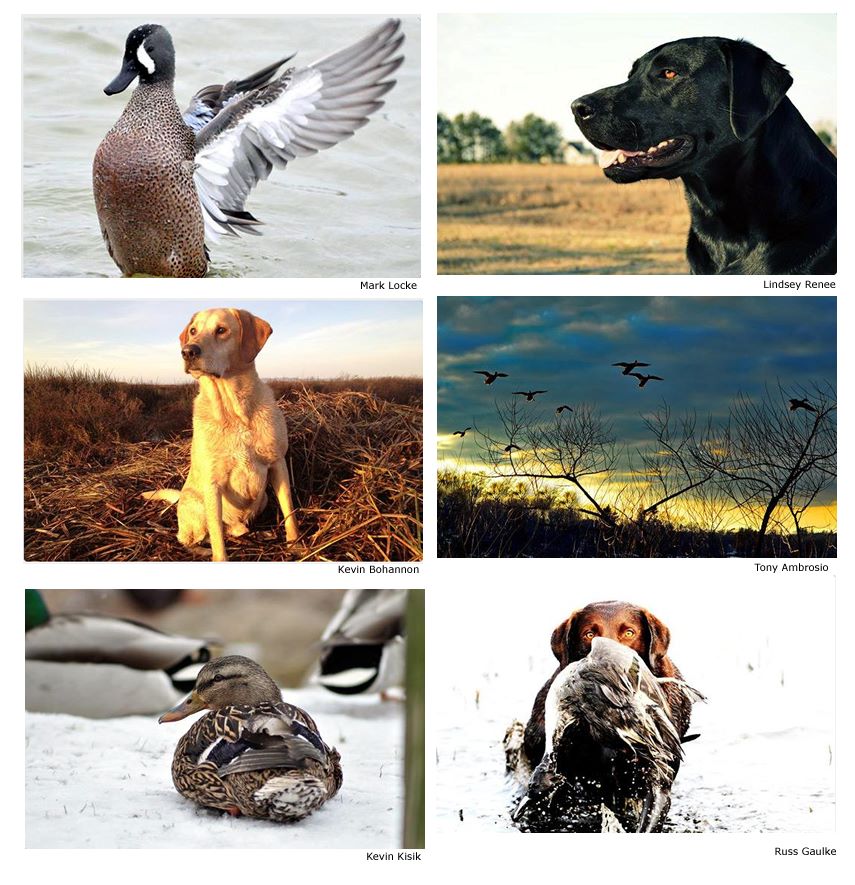 Name:  Ducks.jpg
Views: 352
Size:  137.0 KB