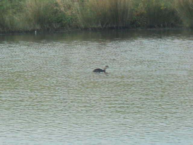 Name:  picture 01 690.jpg
Views: 256
Size:  164.5 KB