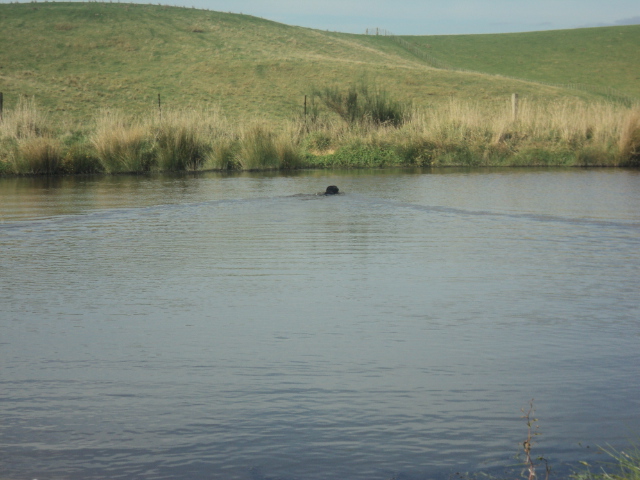 Name:  picture 01 691.jpg
Views: 283
Size:  165.0 KB