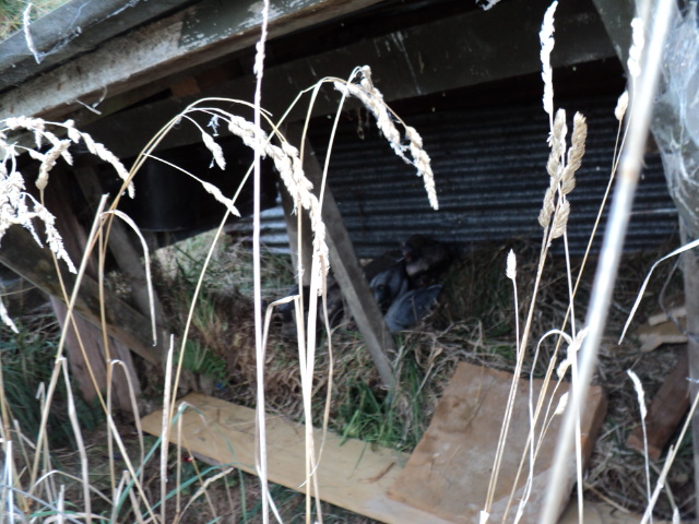 Name:  picture 1511.jpg
Views: 221
Size:  162.8 KB