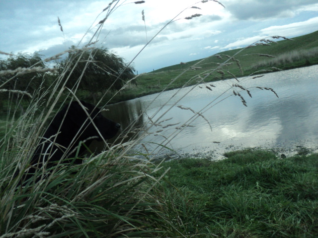 Name:  picture 01 708.jpg
Views: 288
Size:  163.3 KB