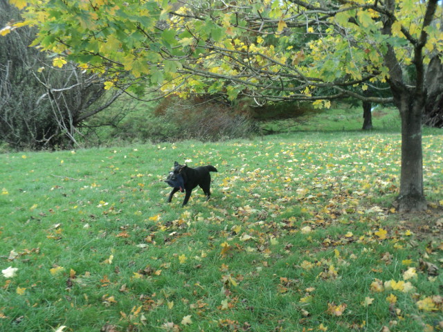 Name:  picture 01 712.jpg
Views: 288
Size:  163.3 KB