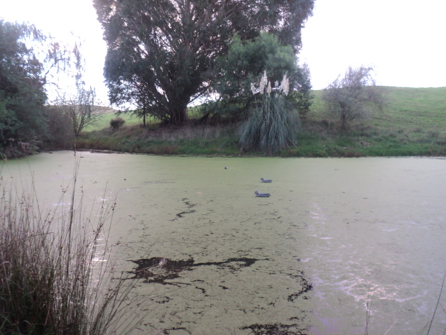 Name:  picture 01 731.jpg
Views: 272
Size:  163.3 KB