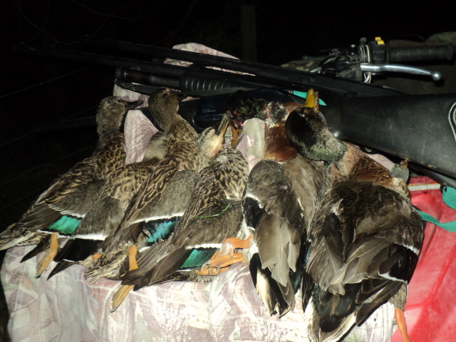 Name:  picture 01 732.jpg
Views: 274
Size:  163.1 KB