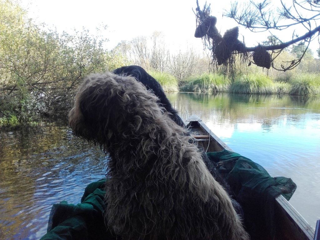 Name:  20180506_152605 Burl n Thor ready to paddle up creek comp.jpg
Views: 249
Size:  478.1 KB