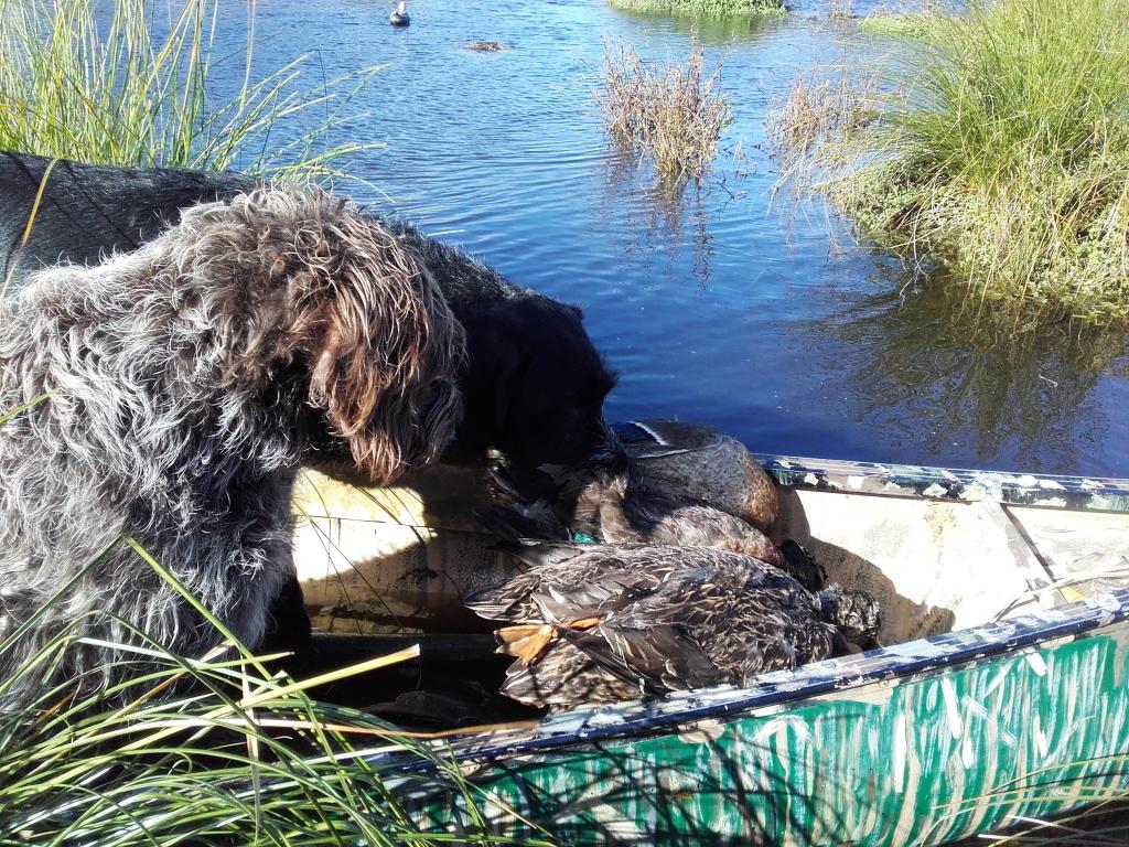 Name:  20170513_104012 Thor n Burl and some ducks in canoe comp.jpg
Views: 281
Size:  227.6 KB