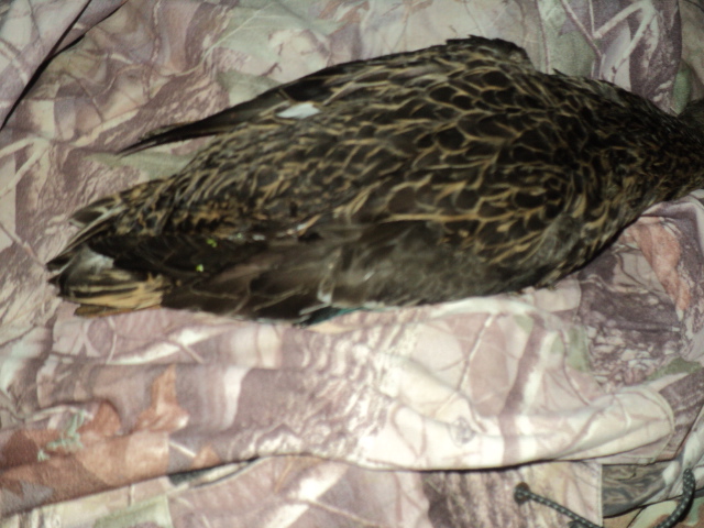 Name:  picture 01 733.jpg
Views: 382
Size:  164.6 KB