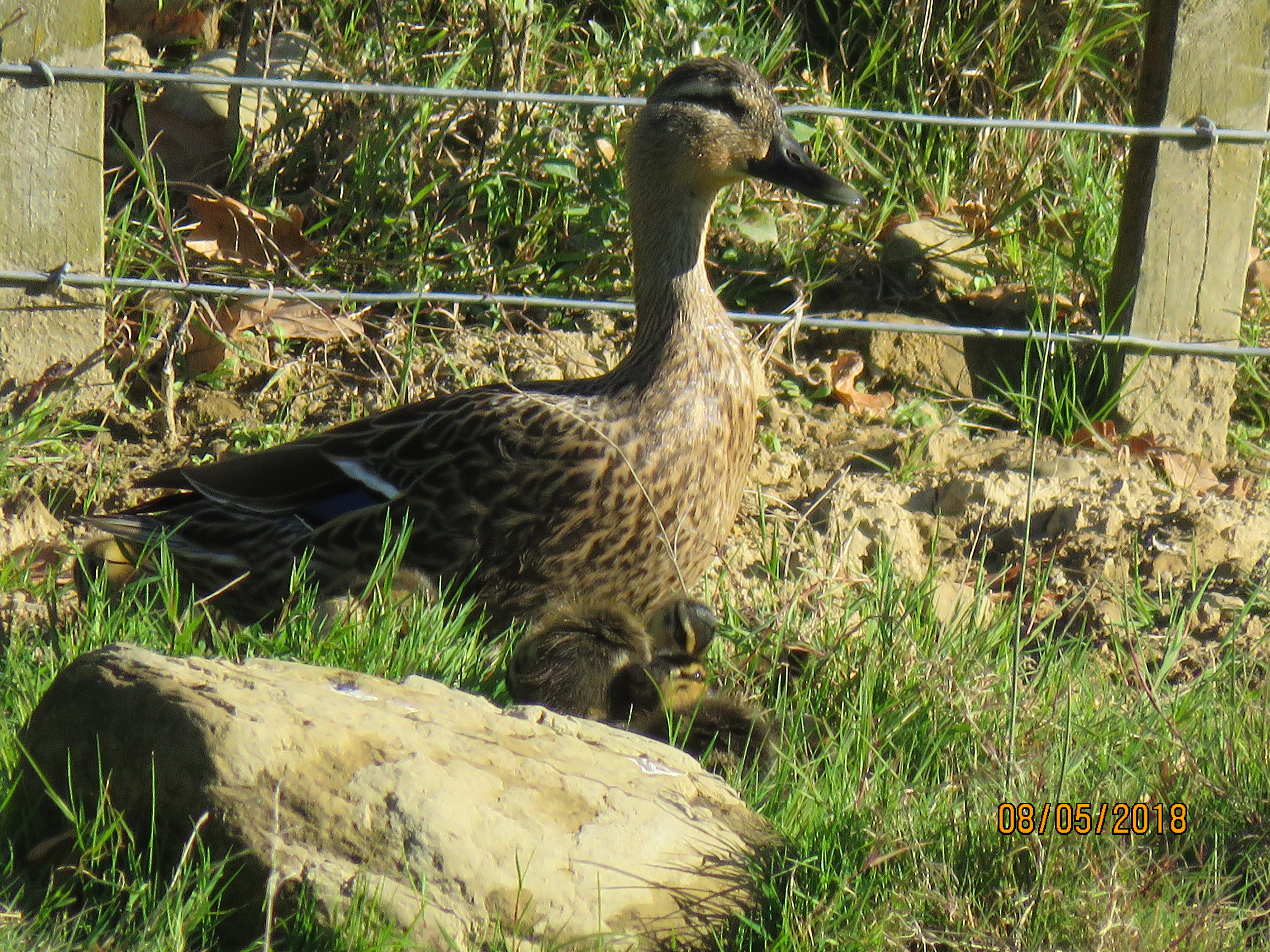 Name:  IMG_0736.JPG
Views: 373
Size:  5.73 MB