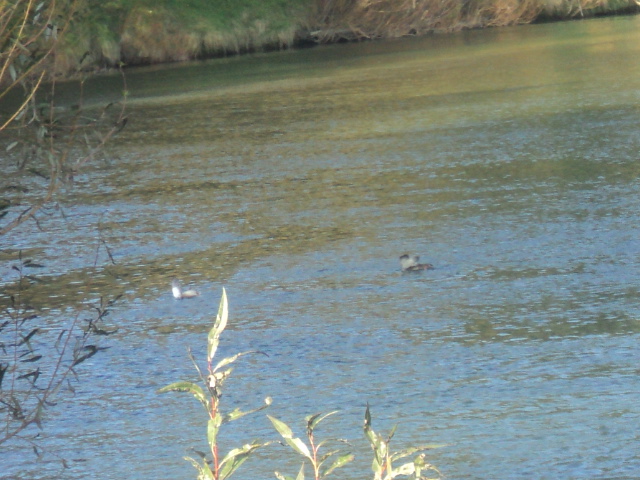 Name:  picture 01 736.jpg
Views: 251
Size:  165.1 KB