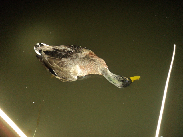 Name:  picture 01 756.jpg
Views: 256
Size:  164.1 KB